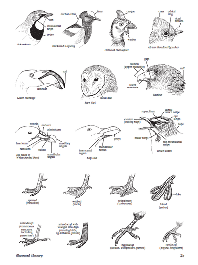 Show details for Roberts Birds of Southern Africa 7th Edition