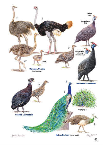 Show details for Roberts Bird Guide (Second Edition)