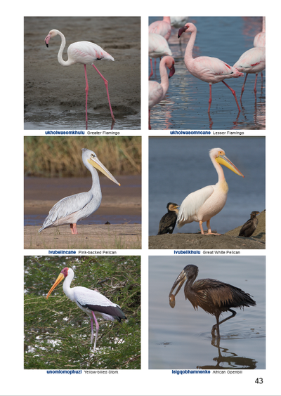 Show details for Roberts Birds of Kwazulu-Natal and their Zulu Names