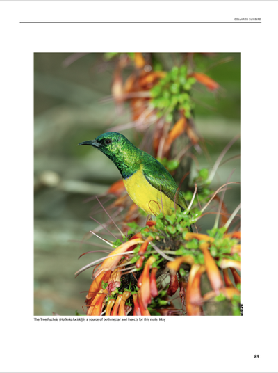Show details for Roberts Sunbirds and Sugarbirds of Southern Africa