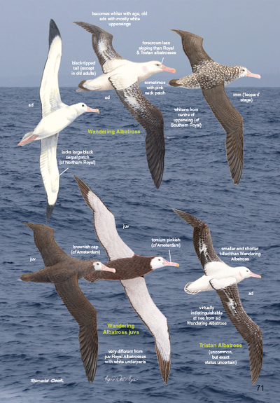 Show details for Roberts Bird Guide (Second Edition)