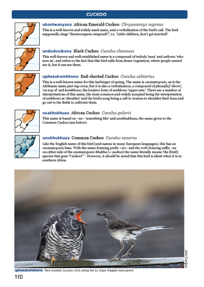 Show details for Roberts Birds of Kwazulu-Natal and their Zulu Names