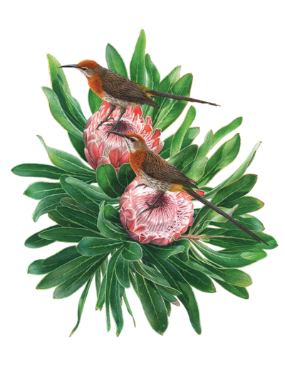 Show details for Roberts Sunbirds and Sugarbirds of Southern Africa