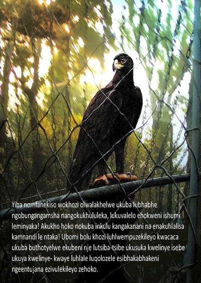 Show details for The Eagle Story - Xhosa
