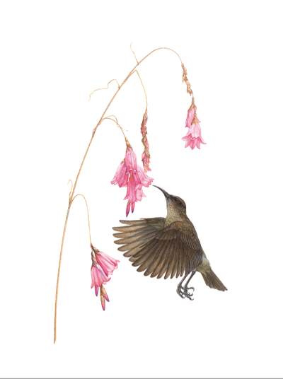 Show details for Roberts Sunbirds and Sugarbirds of Southern Africa