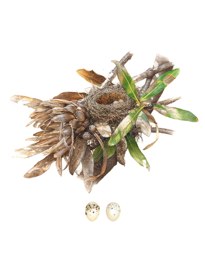 Show details for Roberts Sunbirds and Sugarbirds of Southern Africa