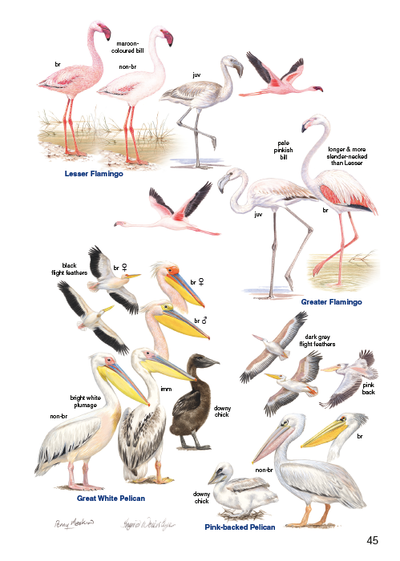 Show details for Roberts Bird Guide Greater Kruger National Park (Second Edition)