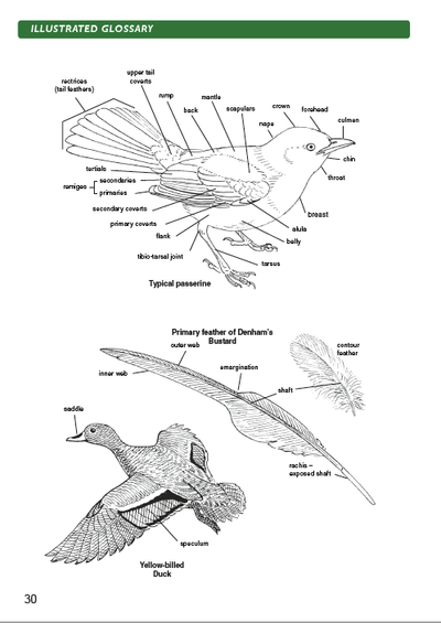 Show details for Roberts Bird Guide Greater Kruger National Park (Second Edition)